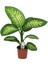 Difenbahya Bitkisi Dieffenbachia Tropic Snow Ev Ofis Salon Bitkisi 40-50 cm 1