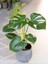 Deve Tabanı 30-50 cm Monstera Deliciosa Küçük Boy 1