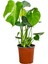 Deve Tabanı 30-50 cm Monstera Deliciosa Küçük Boy 2