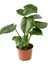 Deve Tabanı 30-50 cm Monstera Deliciosa Küçük Boy 3
