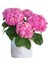 Pastel Pembe Ortanca Fidanı 10-30 cm Hydrangea Macrophylla 1