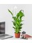 Spatifilyum Barış Çiçeği Spathiphyllum Bellini Beyaz Çiçekli Salon Bitkisi 2