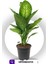 Dieffenbachia - Difenbahya Tropic Snow 70-90 cm Boyunda Üretim Saksısında 1