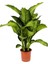 Dieffenbachia - Difenbahya Tropic Snow 70-90 cm Boyunda Üretim Saksısında 2