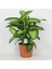 Dieffenbachia - Difenbahya Tropic Snow 70-90 cm Boyunda Üretim Saksısında 3