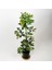 Şeflera 5 Parmak Bitkisi Schefflera Çiçeği Tek Gövdeli 50-70 cm 1
