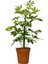 Şeflera 5 Parmak Bitkisi Schefflera Çiçeği Tek Gövdeli 50-70 cm 2