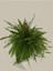 Aşk Merdiveni Askılı Nephrolepis 30-40 cm 3