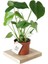 Monstera Deliciosa Deve Tabanı Sağlıklı Form Ev Ofis Salon Bitkisi 45-50 cm 1