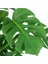 Monstera Deliciosa Deve Tabanı Sağlıklı Form Ev Ofis Salon Bitkisi 45-50 cm 4