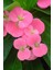 Eubhorbia Şeker Pembe Taç Çiçeği ( En Dayanıklı Çiçek ) 15CM Mini Boy /şuan Çiçeksizdir 1