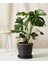 Monstera Deliciosa Deve Tabanı 60-80 cm Orta Boy 1