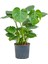 Monstera Deliciosa Deve Tabanı 60-80 cm Orta Boy 3