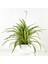 Kurdele Çiçeği Askılı Saksıda Chlorophytum Comosum ''air Fresh Bitkisi'' 2