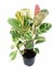 Kauçuk Çiçeği Alaca Renkli 75-80CM. Ev Ofis Salon Bitkisi 2
