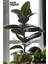Ficus Elestica Robusta - Tekli Kauçuk - Salon ve Ofis Bitkisi 80- 100 cm 1