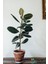 Ficus Elestica Robusta - Tekli Kauçuk - Salon ve Ofis Bitkisi 80- 100 cm 2