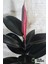 Ficus Elestica Robusta - Tekli Kauçuk - Salon ve Ofis Bitkisi 80- 100 cm 3