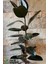 Ficus Elestica Robusta - Tekli Kauçuk - Salon ve Ofis Bitkisi 80- 100 cm 4