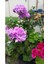 Lila Sardunya Çiçeği 10-20 cm Potted Lilac Geranium Flower 1