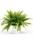 Nephrolepis Exaltata Aşk Merdiveni Bitkisi Salon Ev Ofis Bitkisi 1