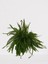 Aşk Merdiveni Askılı Nephrolepis 30-40 cm 2
