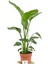 Strelitzia Nicolai Starliçe Cennet Kuşu Bitkisi 60-80 cm Tek Gövde Salon Ofis Ev Iç Mekan Bitkisi 1