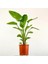 Strelitzia Nicolai Starliçe Cennet Kuşu Bitkisi 60-80 cm Tek Gövde Salon Ofis Ev Iç Mekan Bitkisi 3