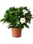 Gardenia Jasminoides Kokulu Gardenya Ev ve Ofis Bitkisi 10.5 cm Saksıda 1