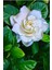 Gardenia Jasminoides Kokulu Gardenya Ev ve Ofis Bitkisi 10.5 cm Saksıda 2