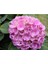 Pastel Pembe Ortanca Fidanı 10-30 cm Hydrangea Macrophylla 4