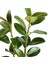 Kauçuk Bitkisi (Ficus Elastica) Tek Gövdeli 70-90CM 3