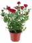 Yediveren Kırmızı Gül Fidanı 1 Adet 30-50 cm Yediveren Red Rose 1