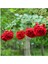 Yediveren Kırmızı Gül Fidanı 1 Adet 30-50 cm Yediveren Red Rose 2