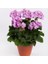 Lila Sardunya Çiçeği 10-20 cm Potted Lilac Geranium Flower 2