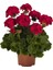 Koyu Kırmızı Sardunya Çiçeği Fidanı 10-20 cm 1