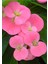 Eubhorbia Şeker Pembe Taç Çiçeği ( En Dayanıklı Çiçek ) 15CM Mini Boy /şuan Çiçeksizdir 3