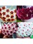 Hoya 4'lü Özel Set 20-40CM Kokulu Mum Çiçeği Bitkisi Farklı Saksıda.kerri,kırm Inci,obavata Kar Bey 1