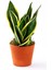 Yavrulu Sansevieria Trifasciata Paşa Kılıcı Peygamber Kılıç Çiçeği 35-40 cm 1