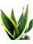 Yavrulu Sansevieria Trifasciata Paşa Kılıcı Peygamber Kılıç Çiçeği 35-40 cm 2