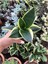 Yavrulu Sansevieria Trifasciata Paşa Kılıcı Peygamber Kılıç Çiçeği 35-40 cm 3