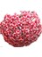 Hoya Pubicayx 1yaş 20-40 cm Kokulu Mum Çiçeği Bitkisi Koleksiyon 1