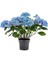 Su Mavisi Ortanca Fidanı Fidesi 10-30 cm Hydrangea Macrophylla 1