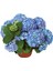 Su Mavisi Ortanca Fidanı Fidesi 10-30 cm Hydrangea Macrophylla 4