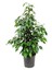 Ficus Benjamina Danielle-Benjamin Bitkisi 90 cm 1