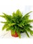 Nephrolepis Exaltata Aşk Merdiveni Bitkisi Salon Ev Ofis Bitkisi 3