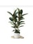 Kauçuk Çiçeği Tek Gövde 80-90 cm Ficus Elastica Özel Kutulu 1