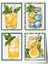 Çerçevesiz Poster, Dört Mevsim Limon Illüstrasyonu, Mutfak Dekoru Poster No: 110037 1