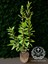 Kırmızı Fırça Çalısı Çiçeği Fırça Bitkisi 40-50 cm 3