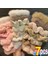 Adet/takım Tüylü Kadife Saç Scrunchies Kış Kumaş Saç Bandı Kızlar Için At Kuyruğu Tutucu Lastik Bantlar Saç Kravat Saç Aksesuarları (Yurt Dışından) 1